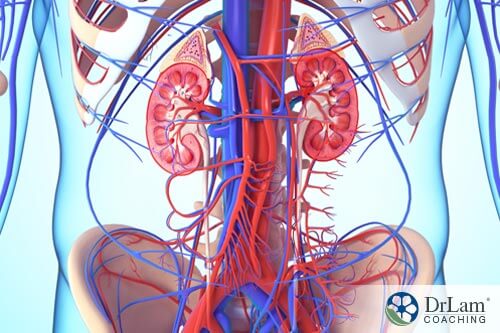arteries and veins along with the adrenals with NEM Nutrition™ Program