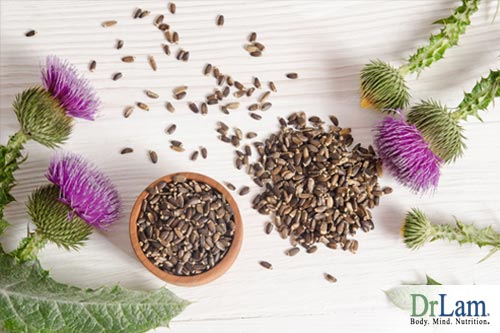 Sprigs of milk thistle and its seeds, a potent example of liver cleansing herbs