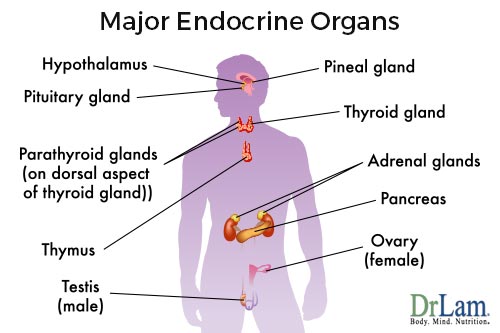 Overview of the endocrine system - the home of Adrenal Fatigue