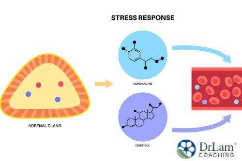 A diagram showing the stress response