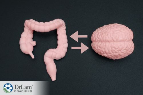 An image of the intestine and brain
