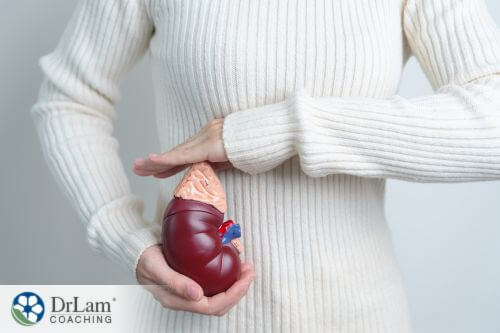 An image of a woman showing kidney and adrenal gland model