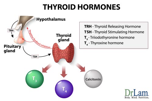 The thyroid is important in Adrenal Fatigue